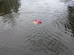 Mainschwimmen Juni 2026